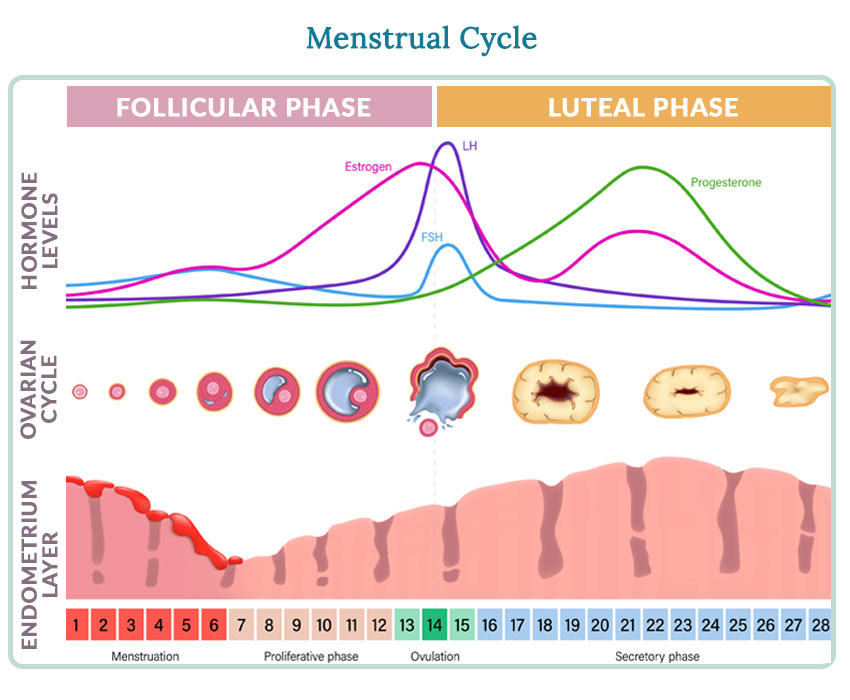 Understanding the Menstrual Cycle