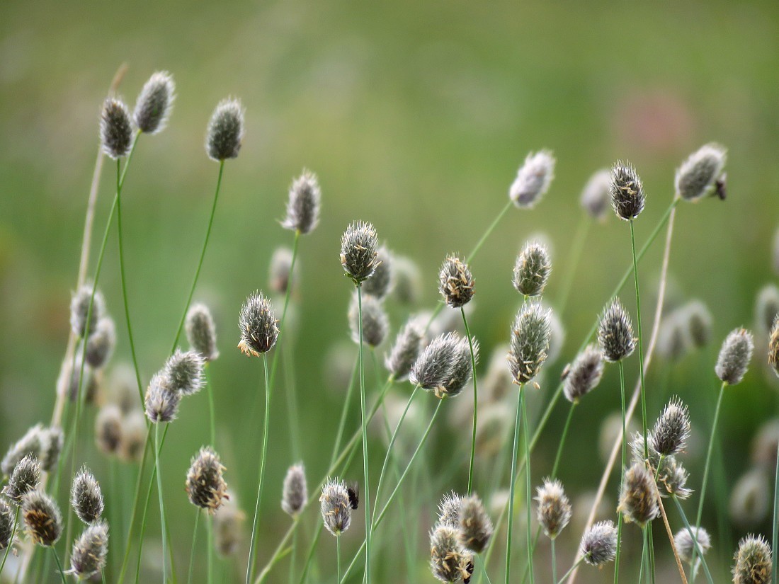 How to Get Rid of Alopecurus Alpinus Boreal in Lawn: Proven Techniques for Weed-Free Lawns