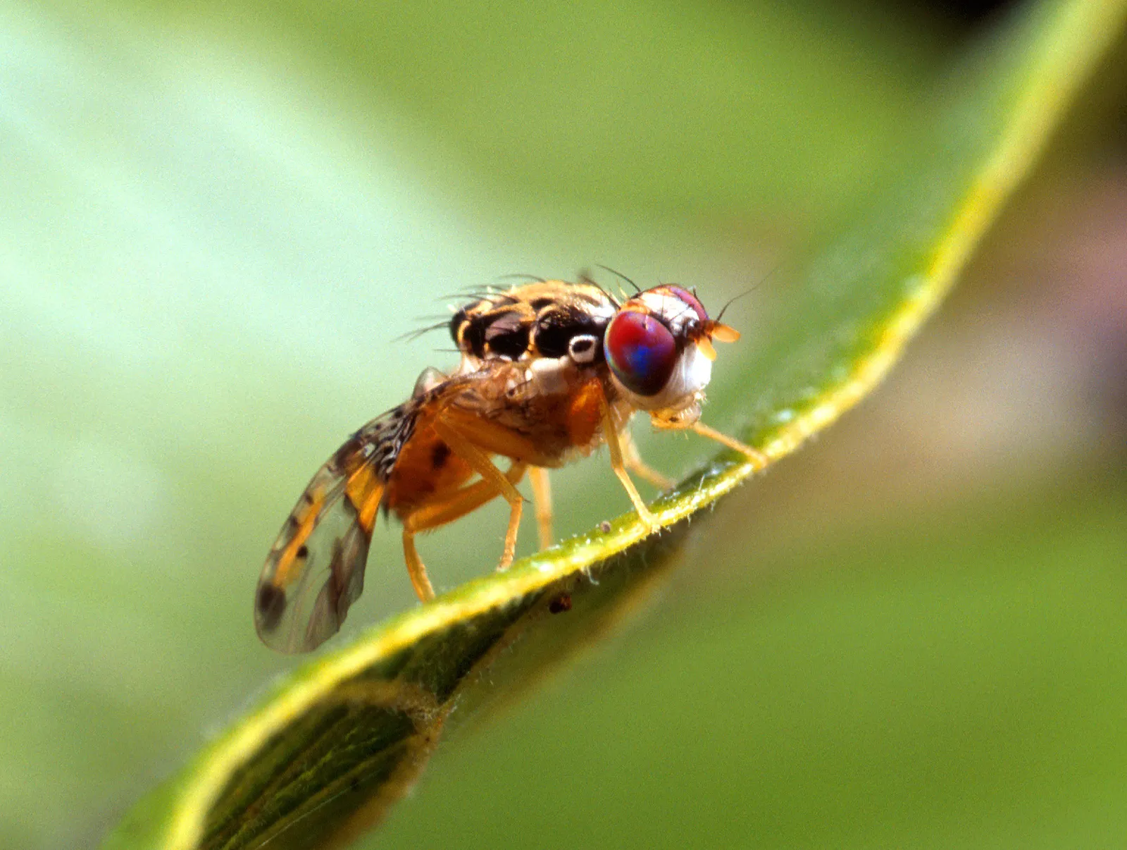 How to Get Rid of Fruit Flies: Proven Methods to Banish Them Quickly