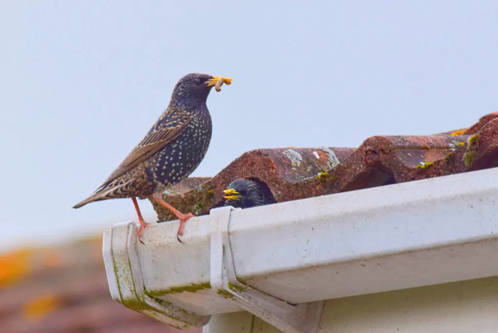 How to Get a Bird Out of Your Garage Safely and Quickly