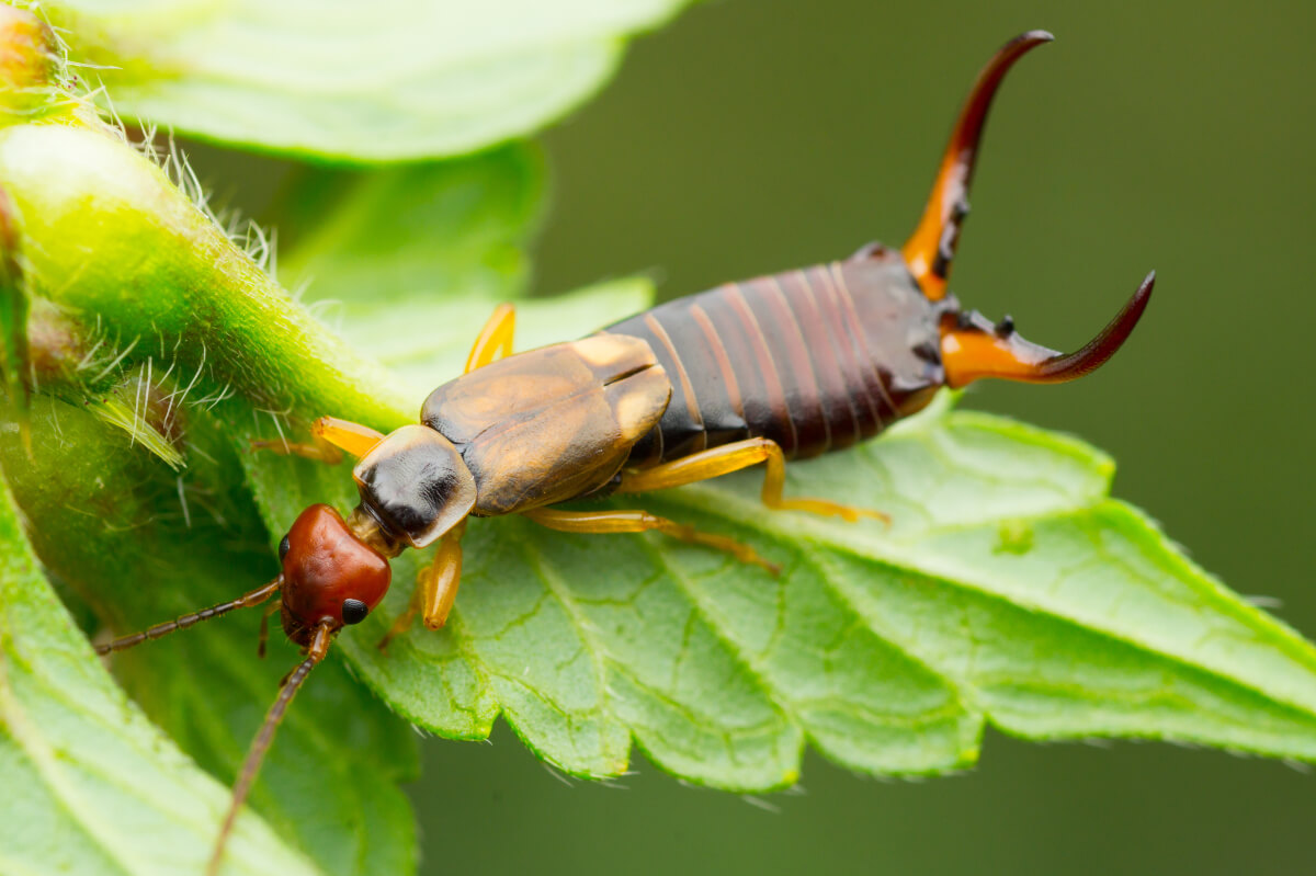 How to Get Rid of Earwigs: Effective and Natural Methods for Controlling Earwig Infestations