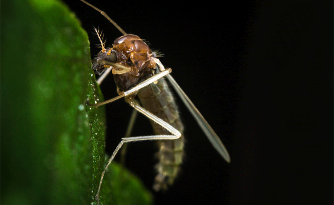 how to get rid of pond midges