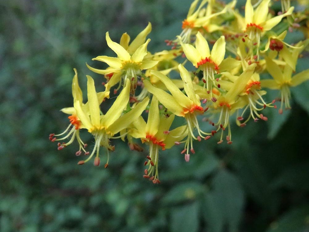 How Often to Water a Golden Raisin Tree in Albuquerque: A Guide to Optimal Care